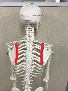 赤線が肩甲上腕関節